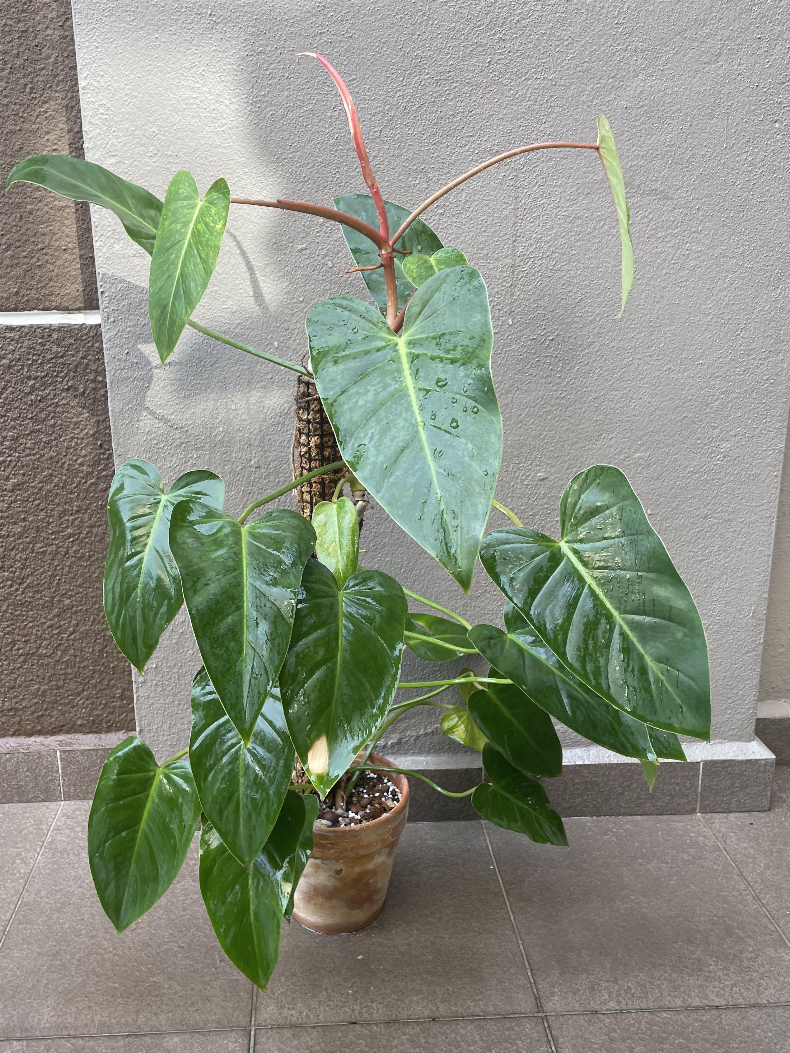 philodendron painted lady reverted