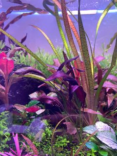 (Category: ) located in . Submitted by nedaung (Listing ID 1162148199, Image 1). Description: .