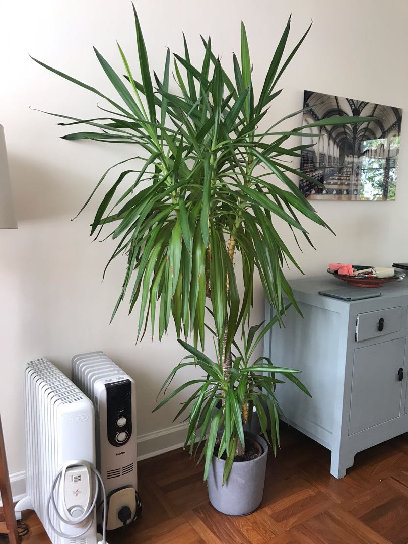 Indoor plants, 傢俬＆家居, 園藝, 植物及種子 Carousell