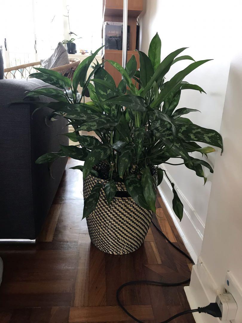 Indoor plants, 傢俬＆家居, 園藝, 植物及種子 Carousell