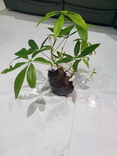 (Category: ) located in . Submitted by Ilovehydroponic (Listing ID 1162187176, Image 1). Description: .