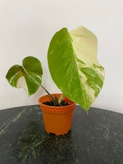 (Category: ) located in . Submitted by Plants4U (Listing ID 1162099067, Image 1). Description: .