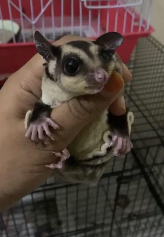 Sugar top glider rm100