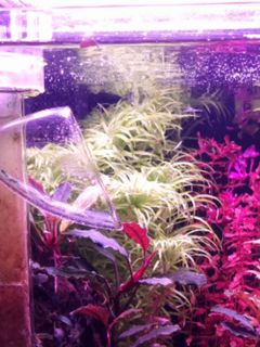 (Category: ) located in . Submitted by aenqi (Listing ID 1161726811, Image 1). Description: .