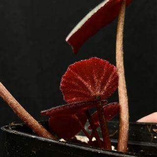 Begonia acetosa