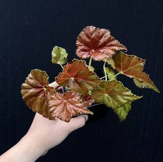 (Category: ) located in . Submitted by thebotanicalassembly (Listing ID 1162278445, Image 1). Description: .