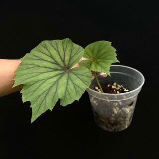 (Category: ) located in . Submitted by thebotanicalassembly (Listing ID 1162262536, Image 1). Description: .