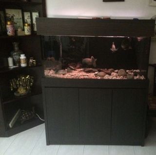 (Category: ) located in . Submitted by itun007 (Listing ID 1162203671, Image 1). Description: .