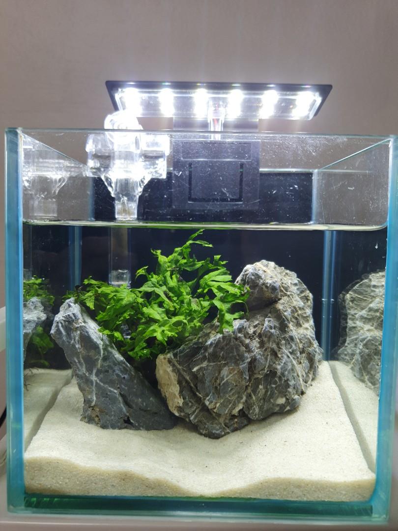 Fish Tank Set, Pet Supplies, Homes  Other Pet Accessories on Carousell