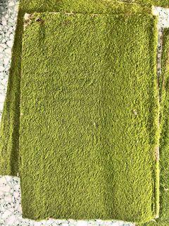 Flat moss forest moss easy carpet moss terrarium moss