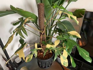 (Category: ) located in . Submitted by plantsforgood (Listing ID 1162247705, Image 1). Description: .