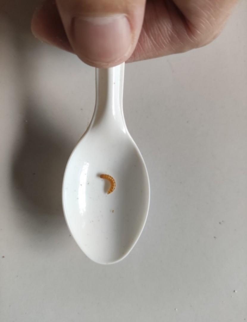 Live Micro Mini Mealworms as hamster betta fish frog bird pet food, Pet Supplies, Pet Food on