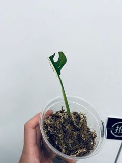 （分類：）位於 。 由 Bye_Buyer 提交（商品編號 1162292459，圖片 1）。簡介： 。