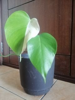 (Category: ) located in . Submitted by marikpo (Listing ID 1162240063, Image 1). Description: .