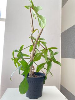 (Category: ) located in . Submitted by Plants4U (Listing ID 1162241175, Image 1). Description: .