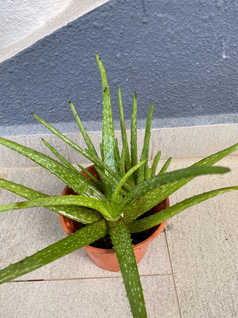 Aloe Vera Plant, Furniture & Home Living, Gardening, Plants & Seeds On  Carousell