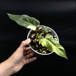 (Category: ) located in . Submitted by thebotanicalassembly (Listing ID 1157345740, Image 1). Description: .