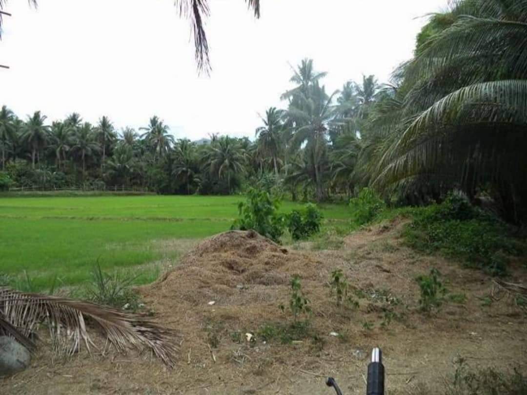 71.9 Hectares Mobo Masbate Lot, Property, For Sale, Lot on Carousell
