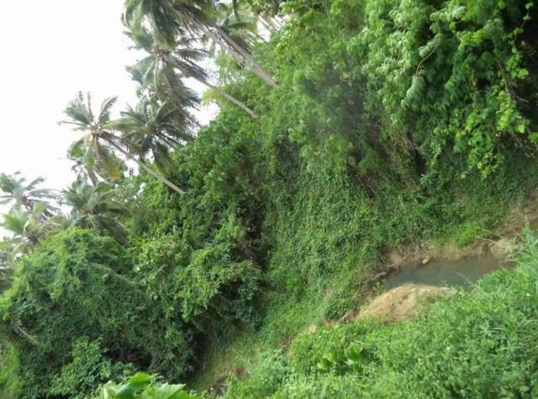 71.9 Hectares Mobo Masbate Lot, Property, For Sale, Lot on Carousell