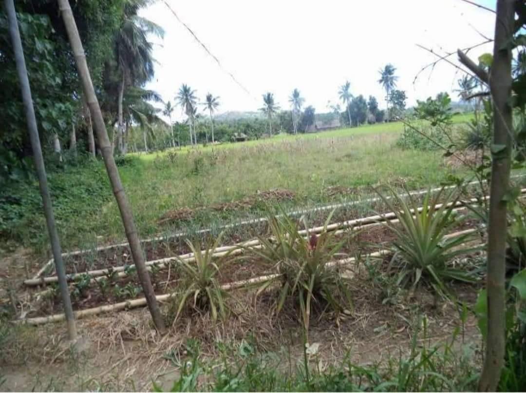 71.9 Hectares Mobo Masbate Lot, Property, For Sale, Lot on Carousell
