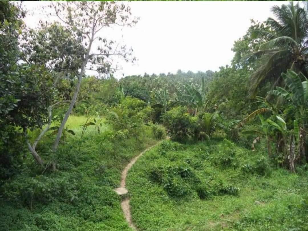 71.9 Hectares Mobo Masbate Lot, Property, For Sale, Lot on Carousell