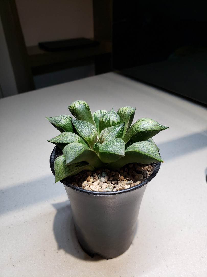 雪景壽連萬象盆 傢俬 家居 園藝 植物及種子 Carousell