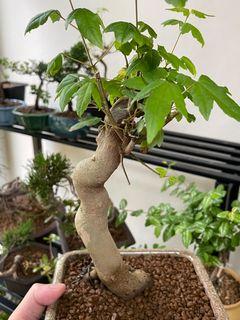 萬古燒 小盆栽鉢植木鉢山野草鉢 傢俬 家居 園藝 植物及種子 Carousell