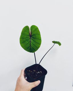 （分類：）位於 。 由 Bye_Buyer 提交（商品編號 1162483902，圖片 1）。簡介： 。