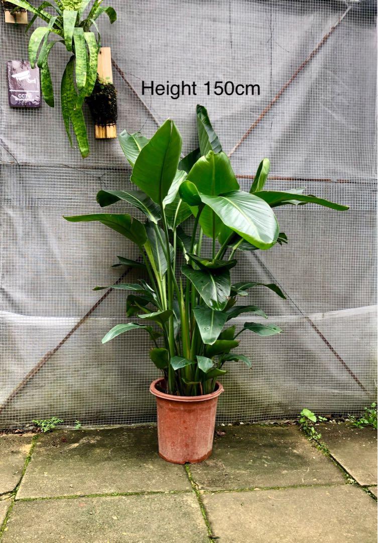 END MAY SALES - Bird of paradise (Strelitzia Nicolai), Furniture & Home  Living, Gardening, Plants & Seeds on Carousell