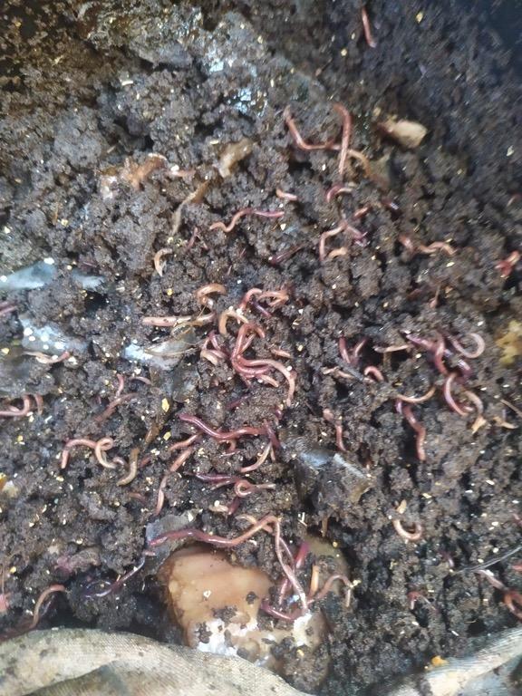 Worm composting bins (with worms) for sale, Furniture & Home Living