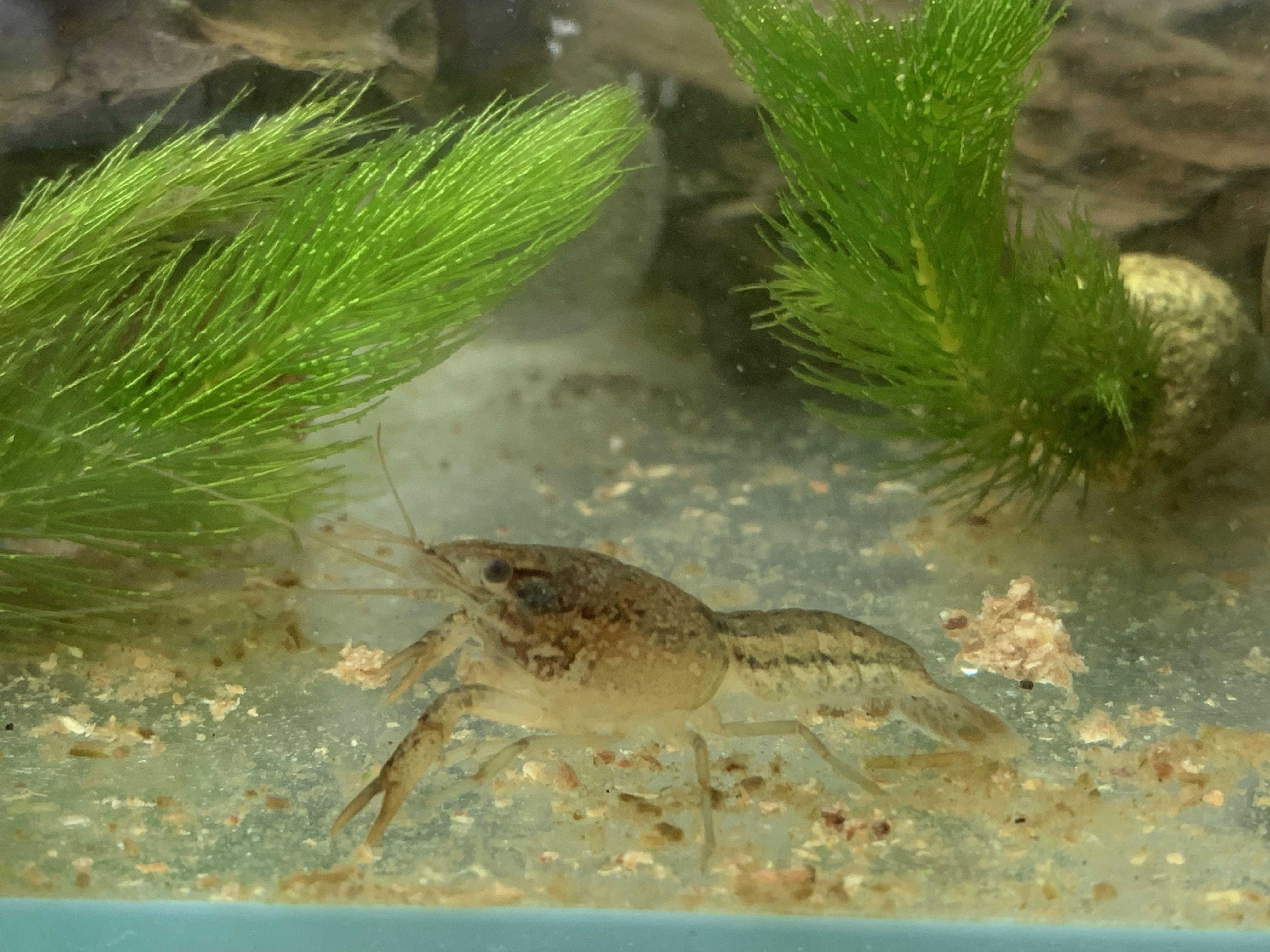 魚缸 水族用品 魚缸水草 金魚草 金魚藻 Hkd10 6株 寵物用品 寵物家品及其他 Carousell