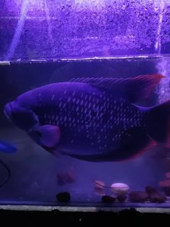(Category: ) located in . Submitted by koalapanda47 (Listing ID 1162459507, Image 1). Description: .