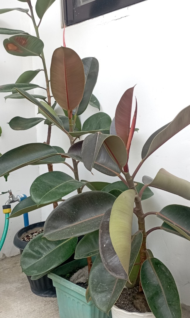 Rubber tree burgundy, Furniture & Home Living, Gardening, Plants & Seeds on Carousell