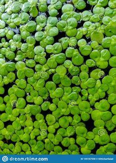 XL Duckweed (spirodela)