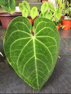 (Category: ) located in . Submitted by dh.plants (Listing ID 1162677547, Image 1). Description: .