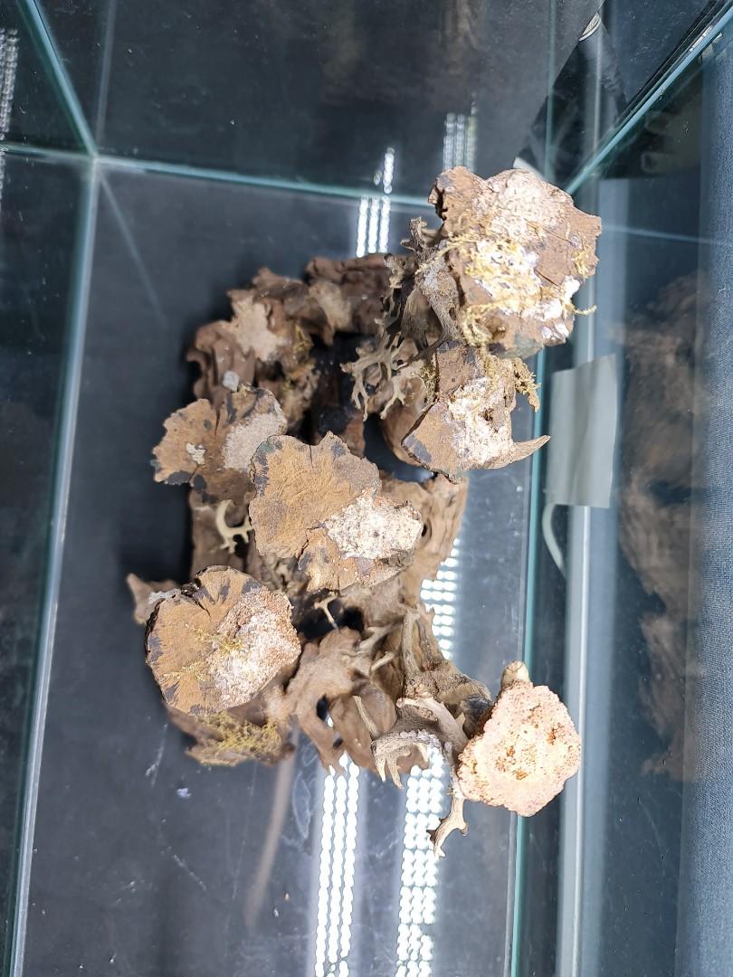 Aquarium hardscape, Pet Supplies, Homes & Other Pet Accessories on