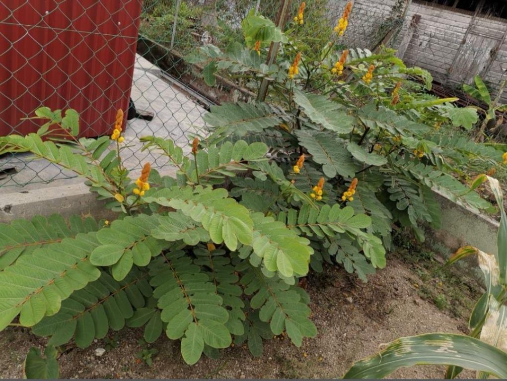 Candle Bush cream, Beauty & Personal Care, Bath & Body, Body Care on