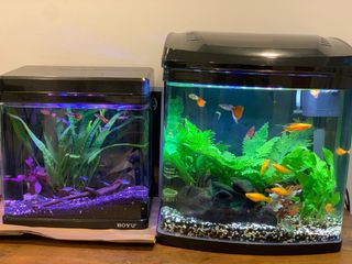 (Category: ) located in . Submitted by sinyip86 (Listing ID 1162635536, Image 1). Description: .