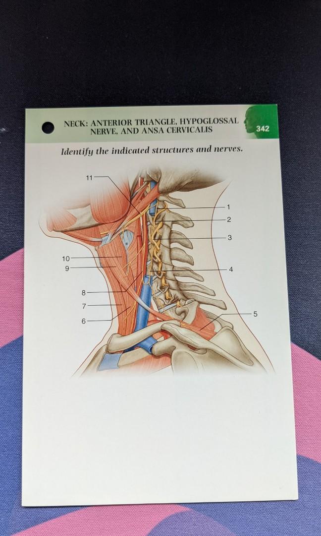 Grays anatomy student flash cards (3rd edition) ideal for med students