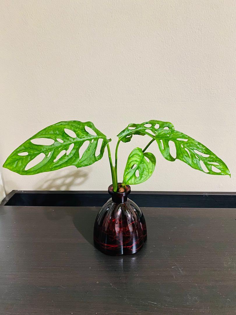 Hydroponic Indoor Plant Swiss Cheese Plant, Furniture & Home Living