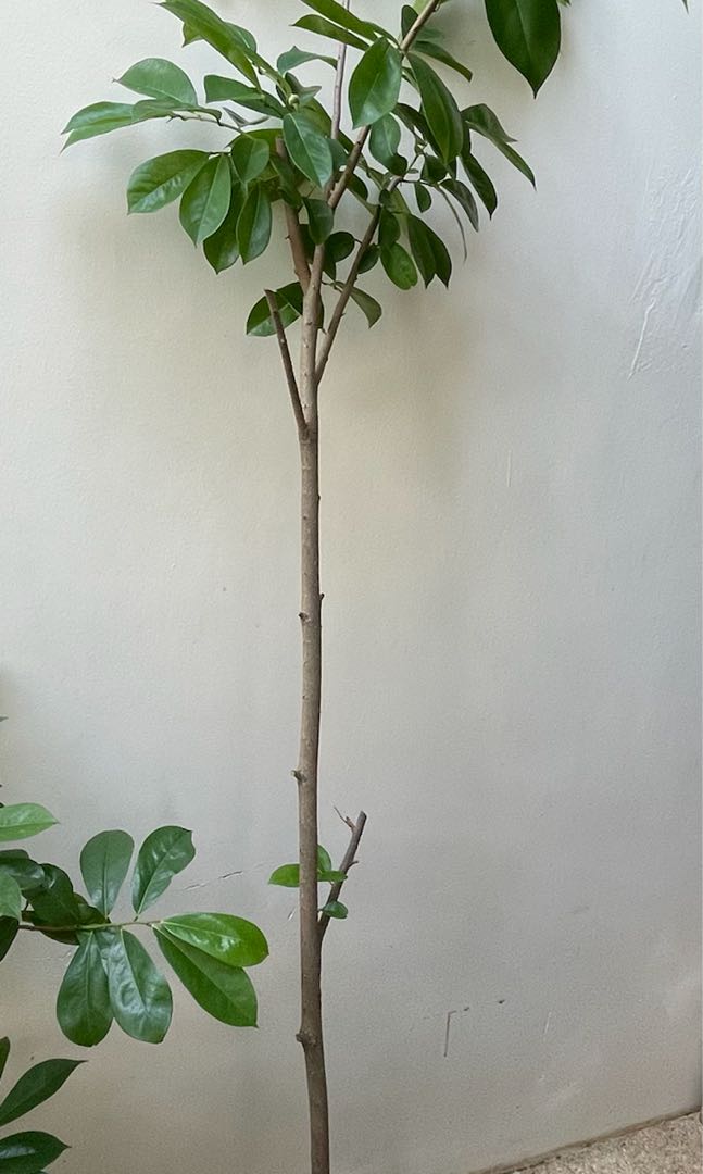 Soursop Tree, Everything Else on Carousell