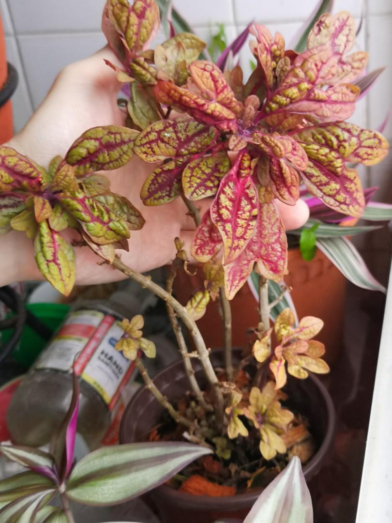 coleus under the sea fish net Under the Sea™ Fishnet Gold Coleus, Painted Nettle, Furniture & Home  Living, Gardening, Plants & Seeds on Carousell