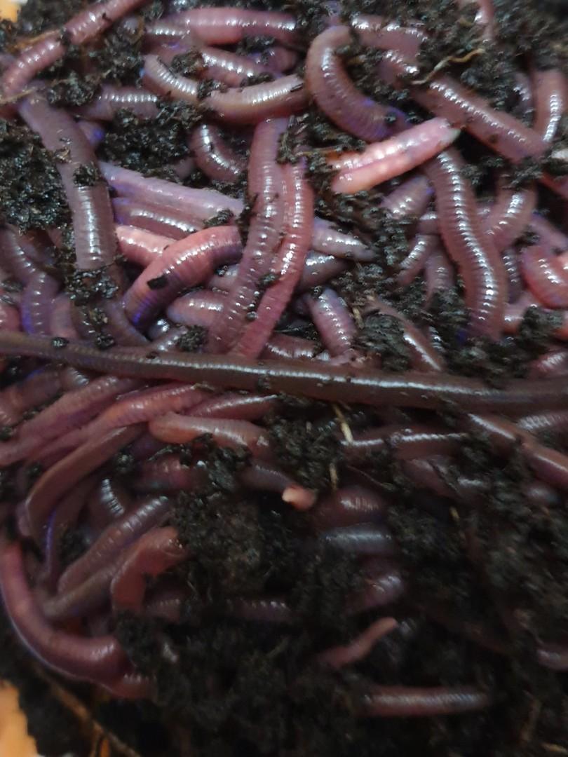 Worms (African Night Crawlers / ANC ), Sports Equipment, Fishing