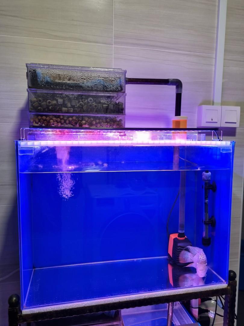 2ft Fish Tanks (2 tier full set), Pet Supplies, Homes & Other Pet