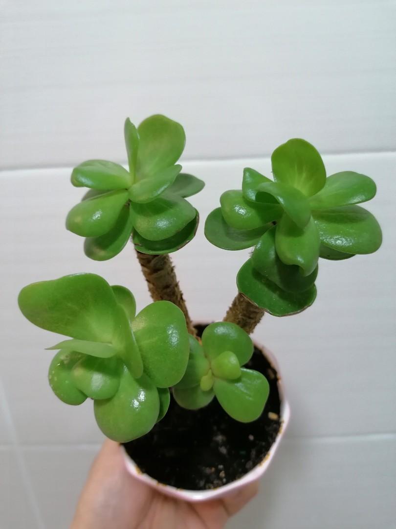 多肉植物 金錢木 傢俬 家居 園藝 盆栽 Carousell