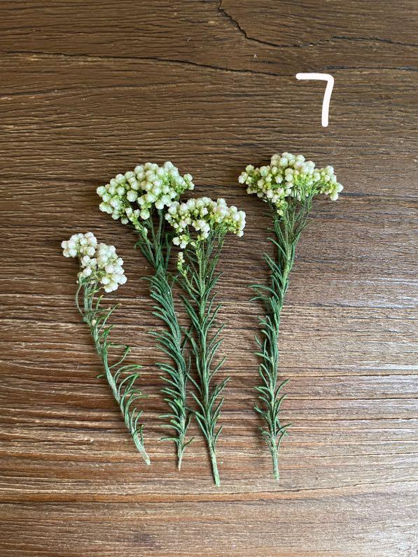 各色小米花乾花材料 興趣及遊戲 手作 自家設計 工藝用品及工具 Carousell