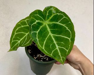（分類：）位於 。 由 wc.plants 提交（商品編號 1162848964，圖片 1）。簡介： 。