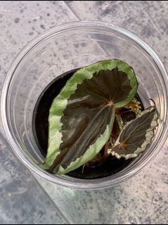 （分類：）位於 。 由 thelostforest 提交（商品編號 1162860152，圖片 1）。簡介： 。