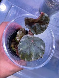 （分類：）位於 。 由 thelostforest 提交（商品編號 1162865056，圖片 1）。簡介： 。