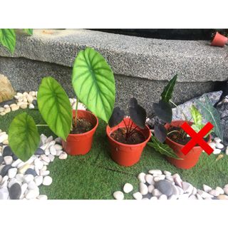 (Category: ) located in . Submitted by dh.plants (Listing ID 1162825760, Image 1). Description: .